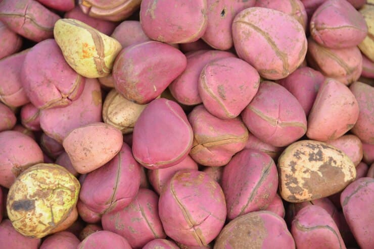 Kola Nuts