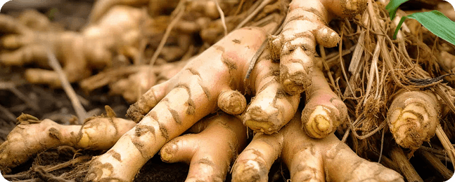 Ginger Background
