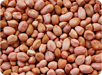 Groundnuts