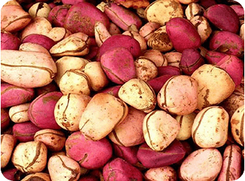 Kola-Nut