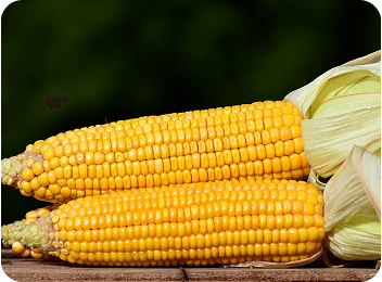 Maize