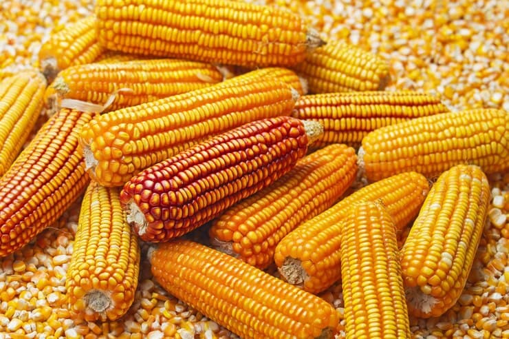 Maize