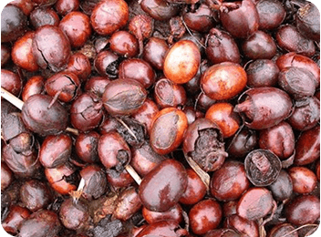 Shea-Nuts